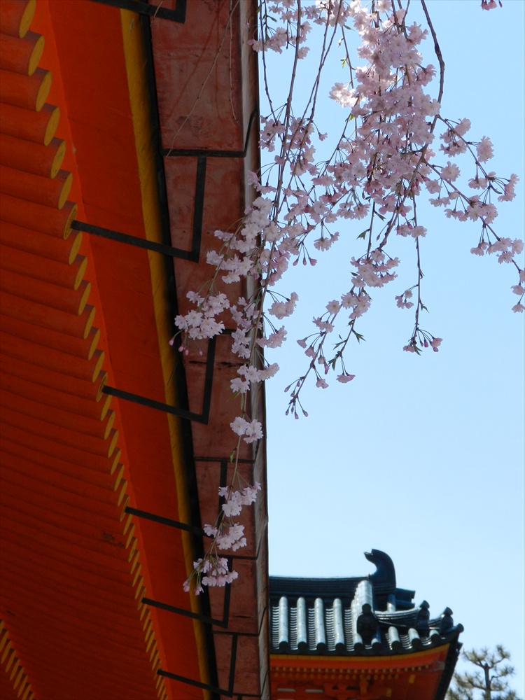 flower photography, Japanese cherry blossoms, sakura, hanami, Heian-Jingu Shrine,  Heian-Jingu Cherry Blossom Season,  Daigoku-den, photography by Jim Caldwell Redondo Beach