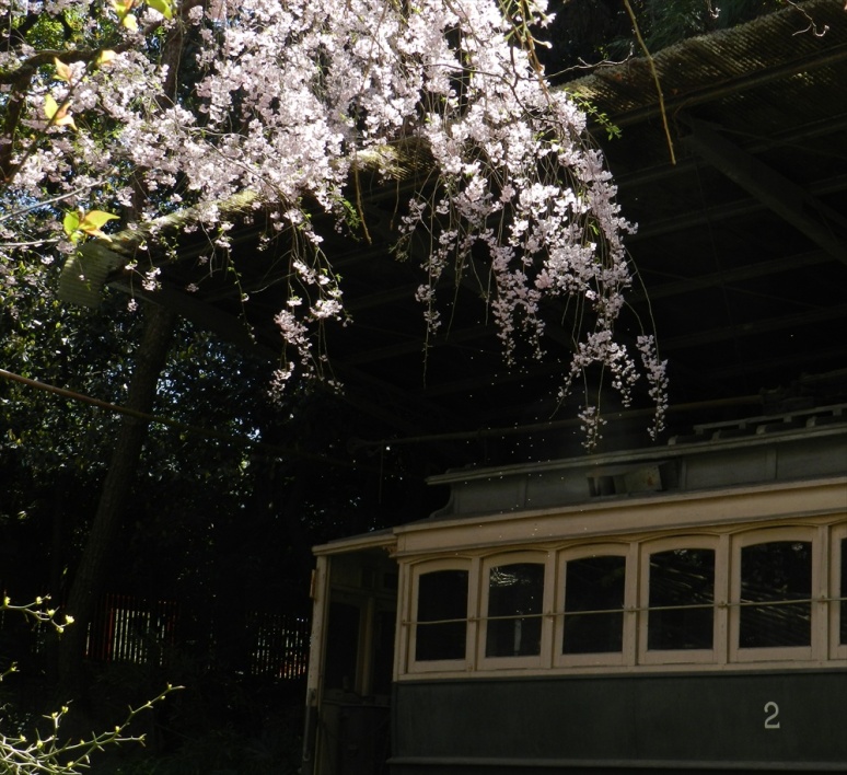 Kyoto's first streetcar flower photography, Japanese cherry blossoms, sakura, hanami, Heian-Jingu Shrine,  Heian-Jingu Cherry Blossom Season, photography by Jim Caldwell Redondo Beach