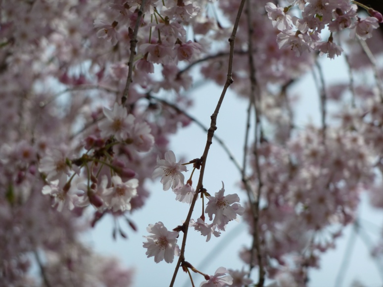 flower photography, Japanese cherry blossoms, sakura, hanami, Heian-Jingu Shrine,  Heian-Jingu Cherry Blossom Season, photography by Jim Caldwell Redondo Beach