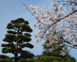 photography, Japanese cherry blossoms, Shidarezakura or weeping cherry, hanami, Heian-Jingu Shrine, Heian-Jingu Cherry Blossom Season, photography by Jim Caldwell Redondo Beach