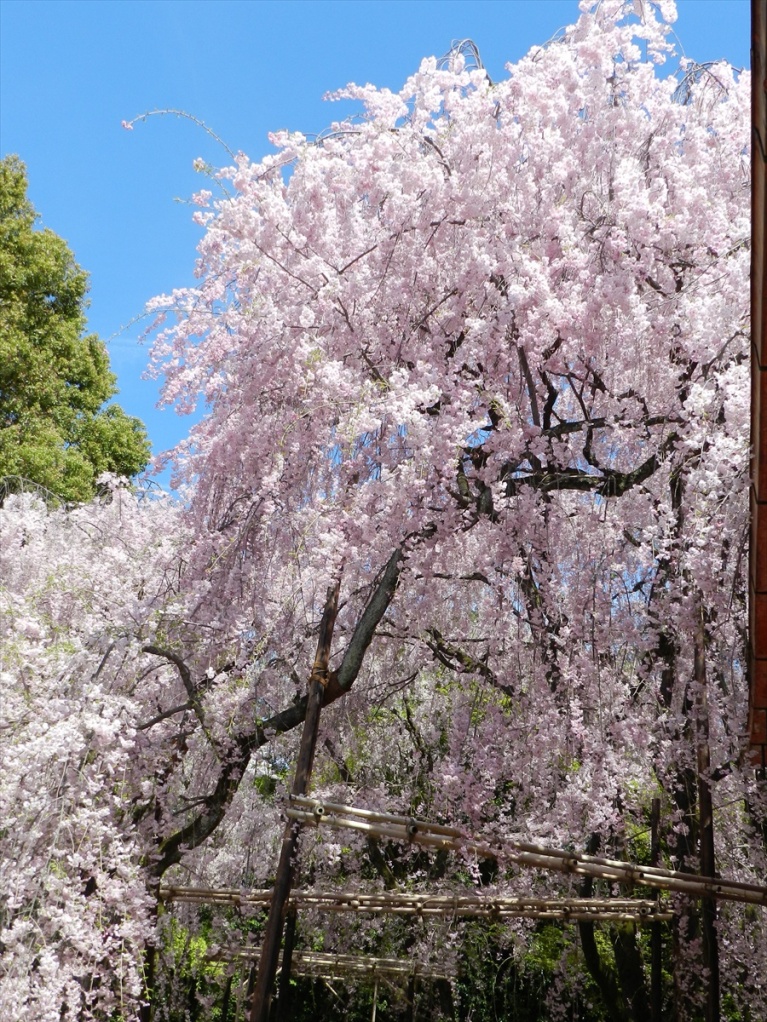 flower photography, Japanese cherry blossoms, Shidarezakura or weeping cherry, hanami, Heian-Jingu Shrine,  Heian-Jingu Cherry Blossom Season, photography by Jim Caldwell Redondo Beach