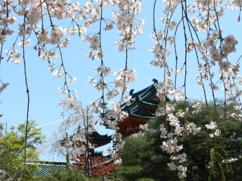 flower photography, Japanese cherry blossoms, Shidarezakura or weeping cherry, hanami, Heian-Jingu Shrine,  Heian-Jingu Cherry Blossom Season, photography by Jim Caldwell Redondo Beach