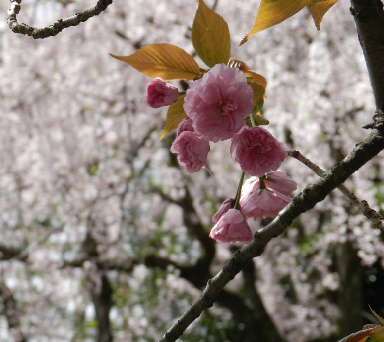 flower photography, Japanese cherry blossoms, sakura, hanami, Heian-Jingu Shrine,  Heian-Jingu Cherry Blossom Season, photography by Jim Caldwell Redondo Beach
