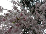 Sakura season at Heian Jingu Shrine, japanese cherry blossoms, kyoto, photography Jim Caldwell Redondo Beach