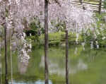 flower photography, Japanese cherry blossoms, sakura, hanami, Heian-Jingu Shrine, Heian-Jingu Cherry Blossom Season, photography by Jim Caldwell Redondo Beach
