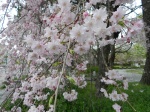flower photography, Japanese cherry blossoms, sakura, hanami, Heian-Jingu Shrine, Heian-Jingu Cherry Blossom Season, photography by Jim Caldwell Redondo Beach